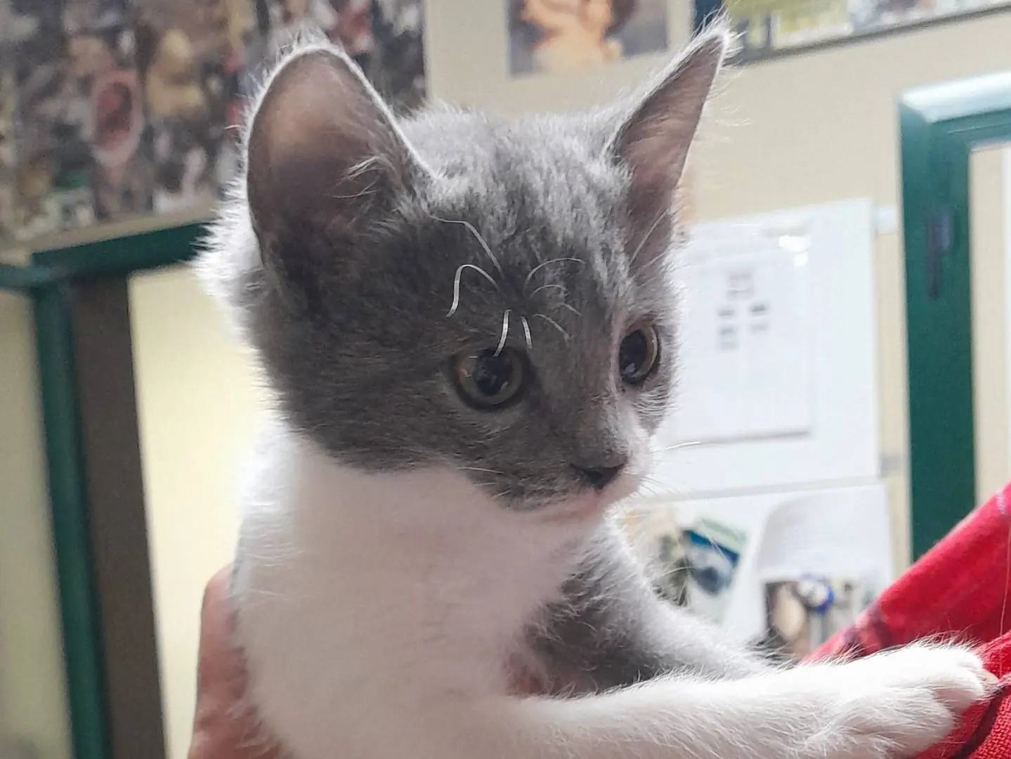 Adozione gatto, femmina, Razza sconosciuta Razza sconosciuta, 2 mesi, taglia non valida, Ravenna