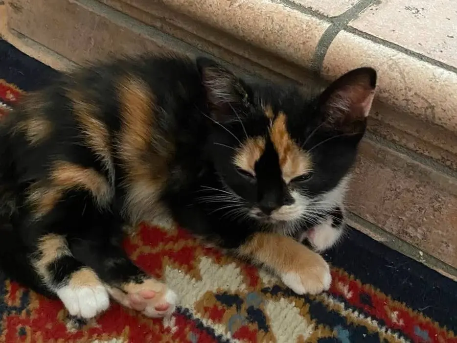 Adozione gatto, femmina, Razza sconosciuta Razza sconosciuta, 2 mesi, taglia non valida, Firenze