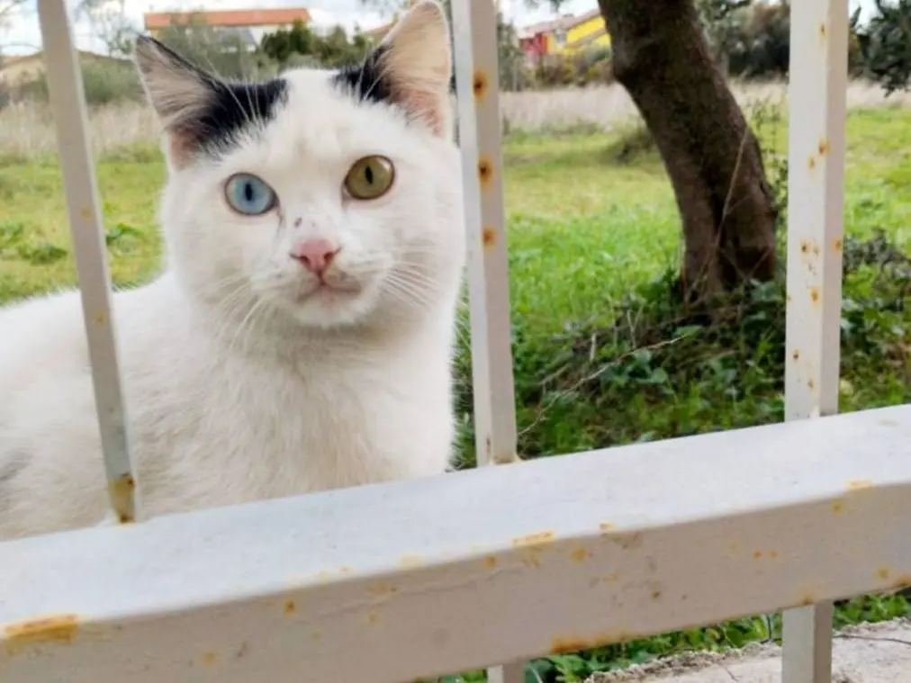 Adozione gatto, maschio, Razza sconosciuta Razza sconosciuta, 2 anni e 2 mesi, taglia non valida, Chieti