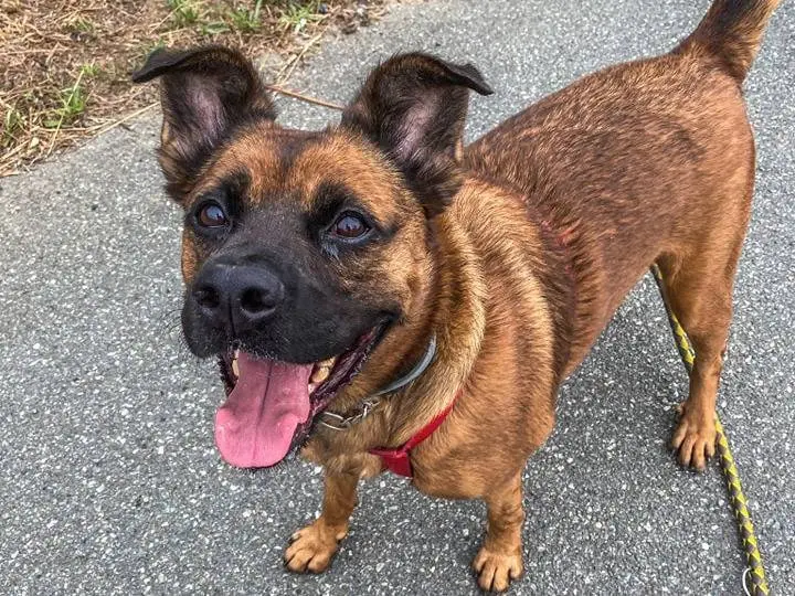 Adotta un cane, taglia grande, maschio, Genova