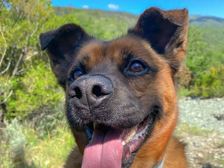 Adozione cane, maschio, meticcio, 9 anni, taglia grande, Genova