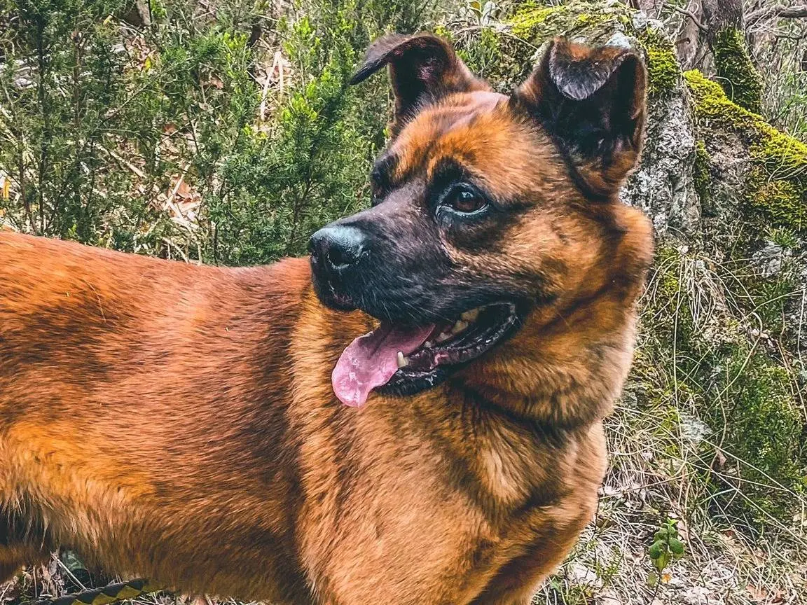 Adotta il cane Akamaru a Genova