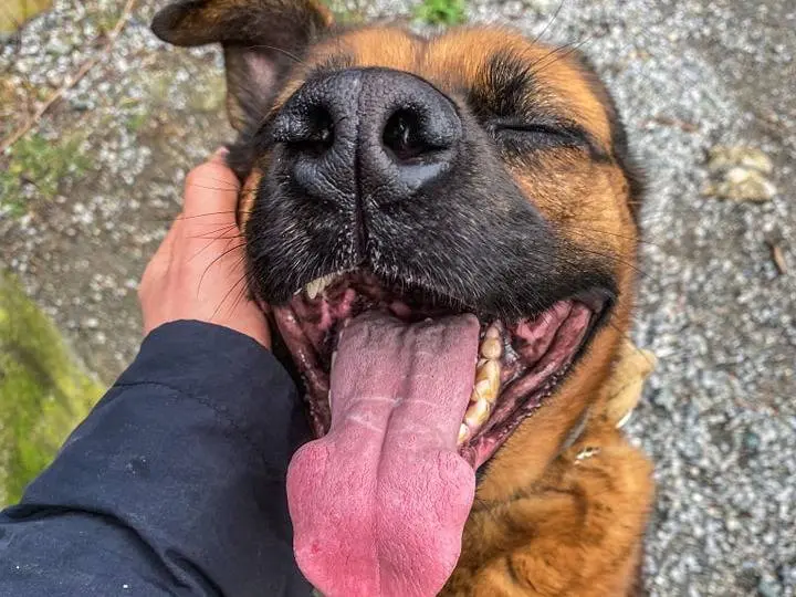 Adotta un cane, maschio, 9 anni, Genova