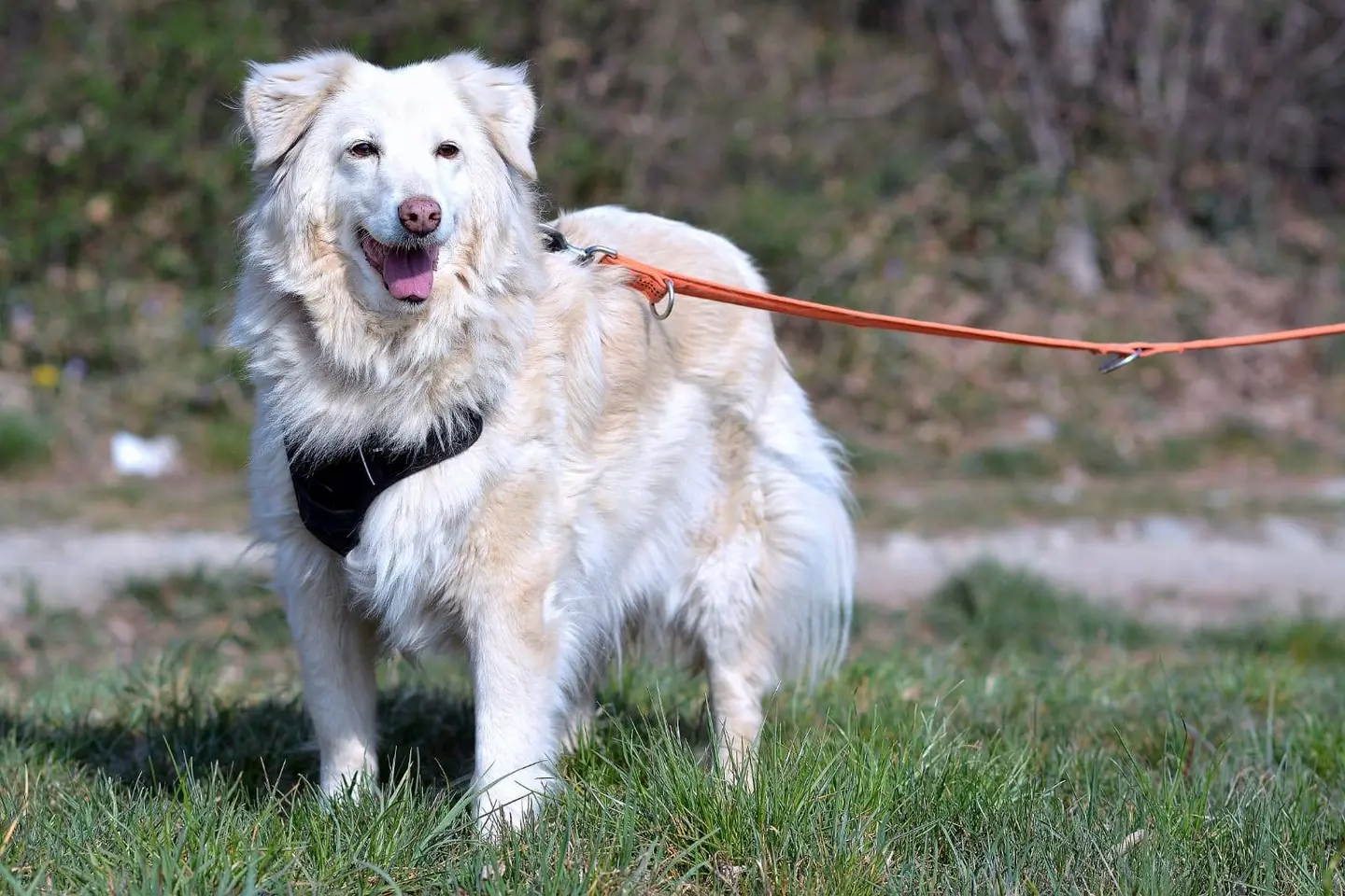 Adozione cane, femmina, meticcio, 15 anni e 5 mesi, taglia media, Como