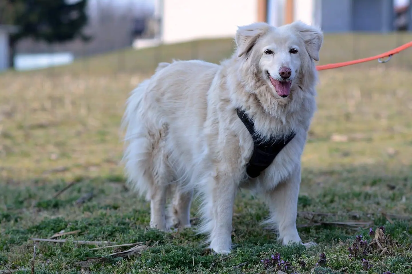 Adotta un cane, femmina, 15 anni e 5 mesi, Como