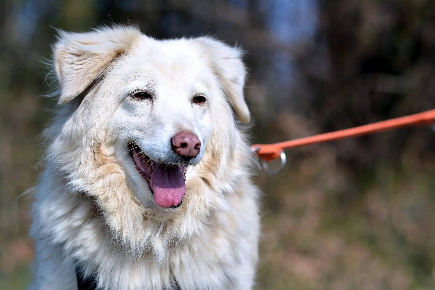 Adotta un cane, taglia media, femmina, Como