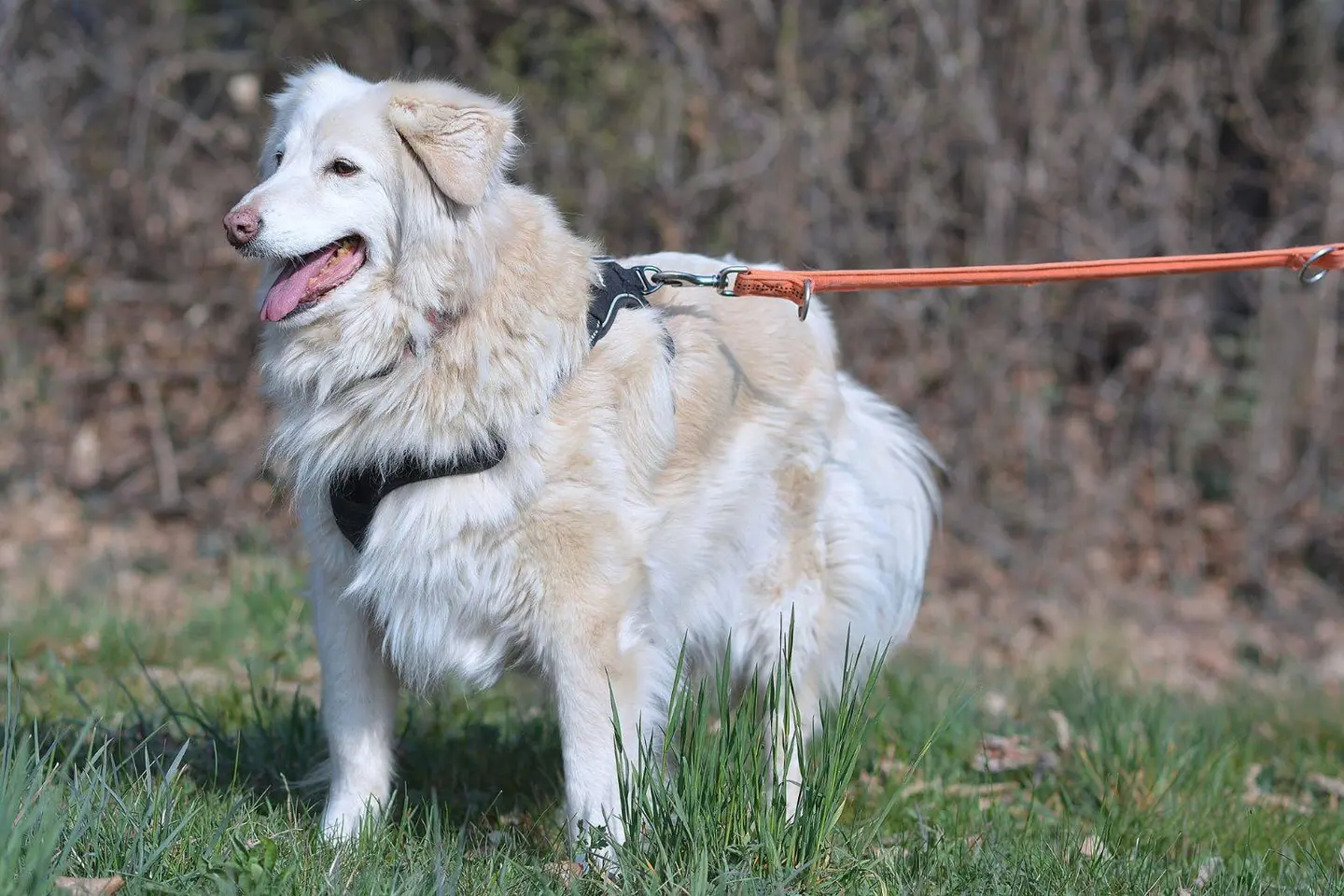 Vuoi adottare un cane a Como?