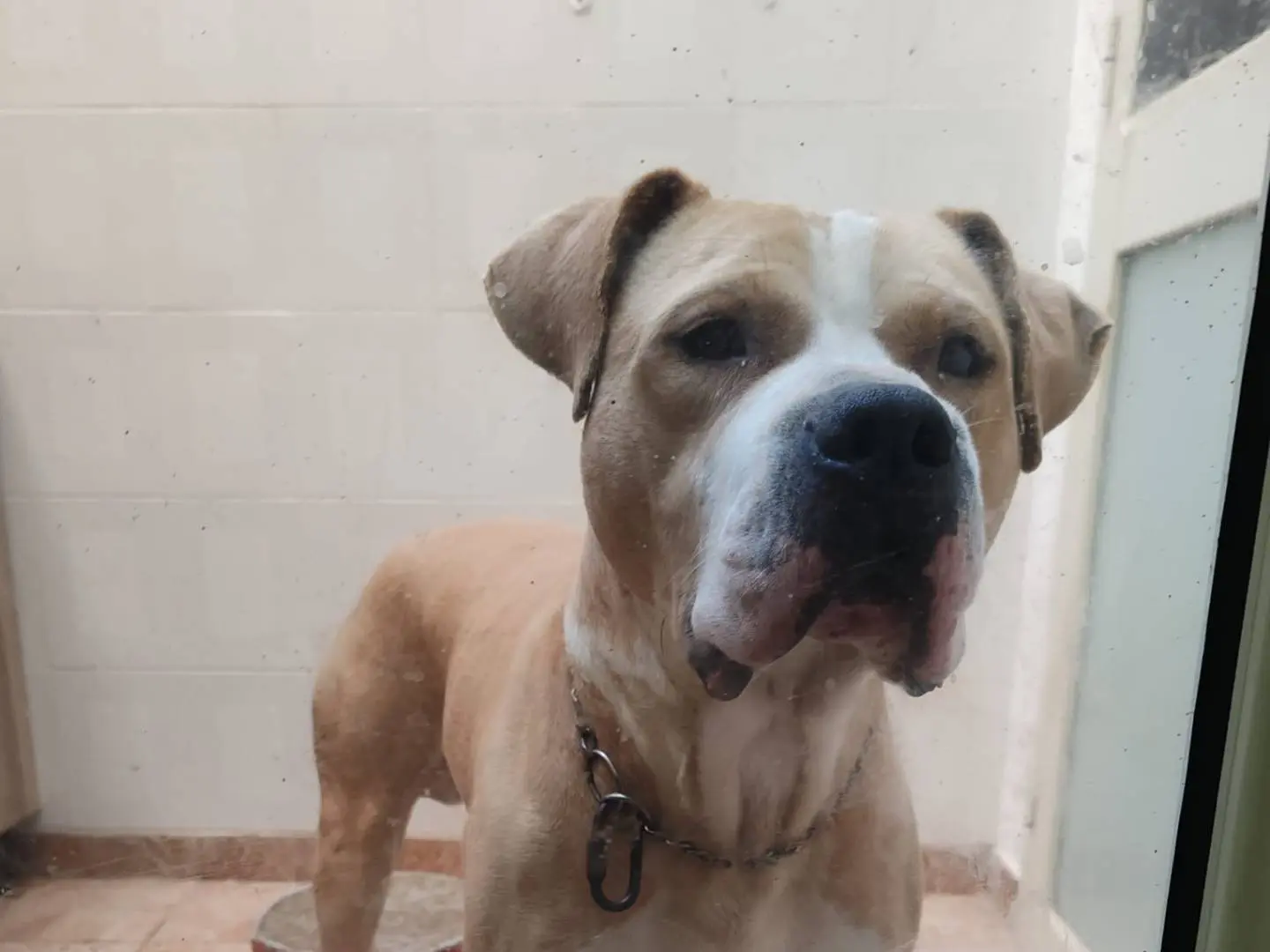Adozione cane, maschio, Razza sconosciuta Razza sconosciuta, 6 anni e 3 mesi, taglia media, Messina