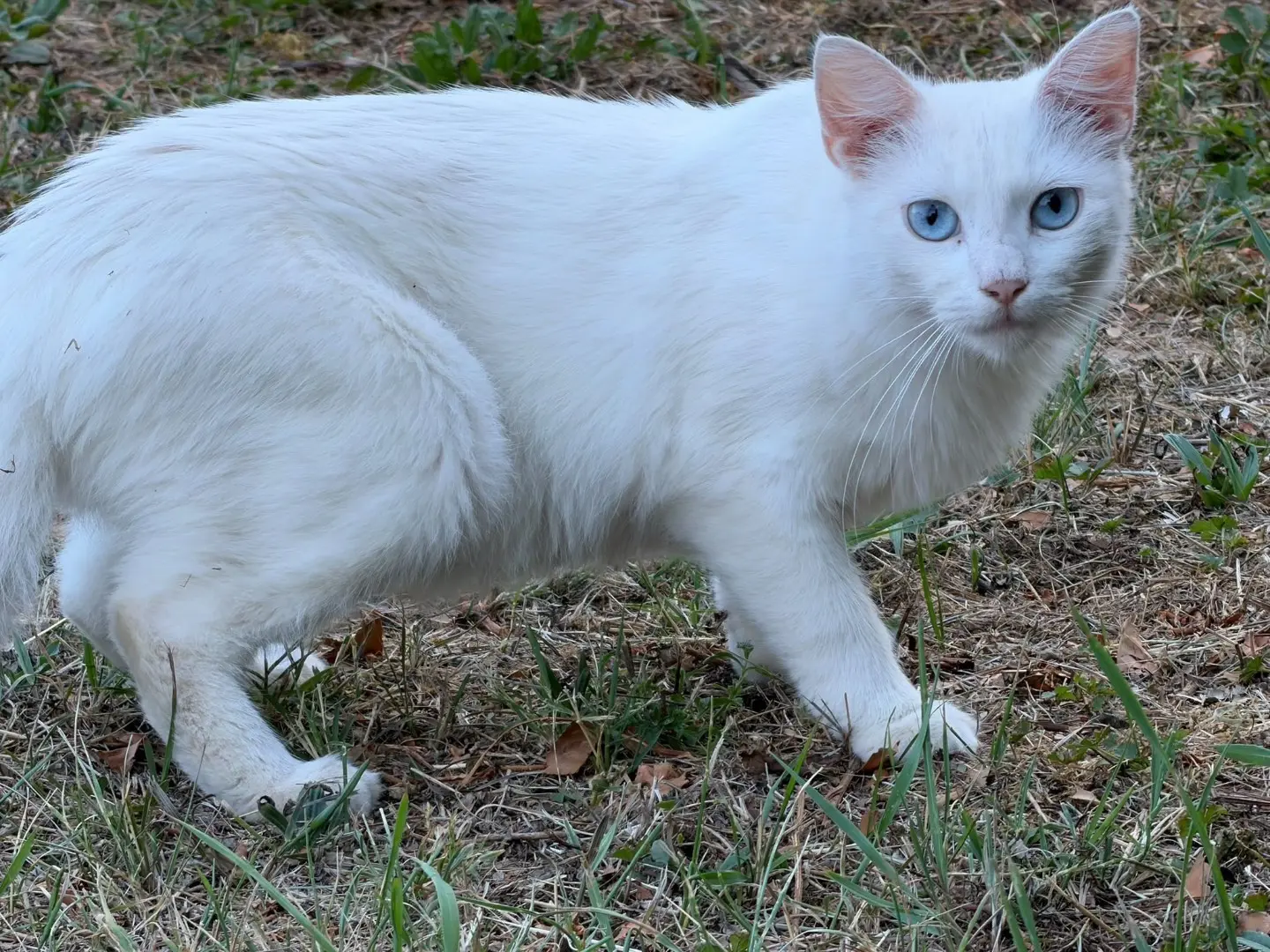 Adozione gatto, femmina, Razza sconosciuta Razza sconosciuta, 2 anni e 4 mesi, taglia non valida, Torino