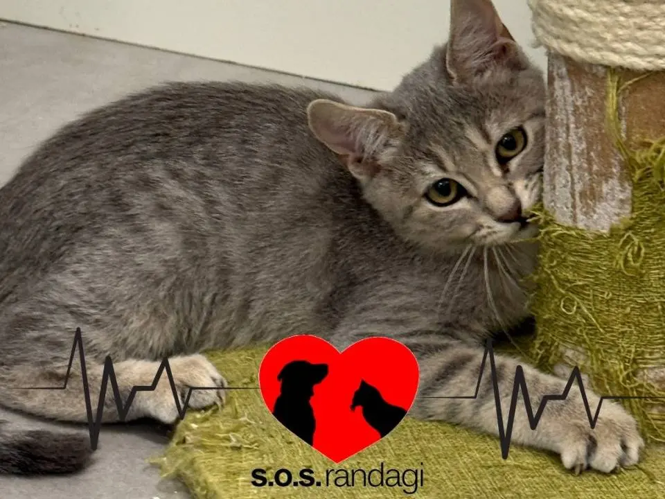 Adozione gatto, femmina, Razza sconosciuta Razza sconosciuta, 3 mesi, taglia non valida, Milano