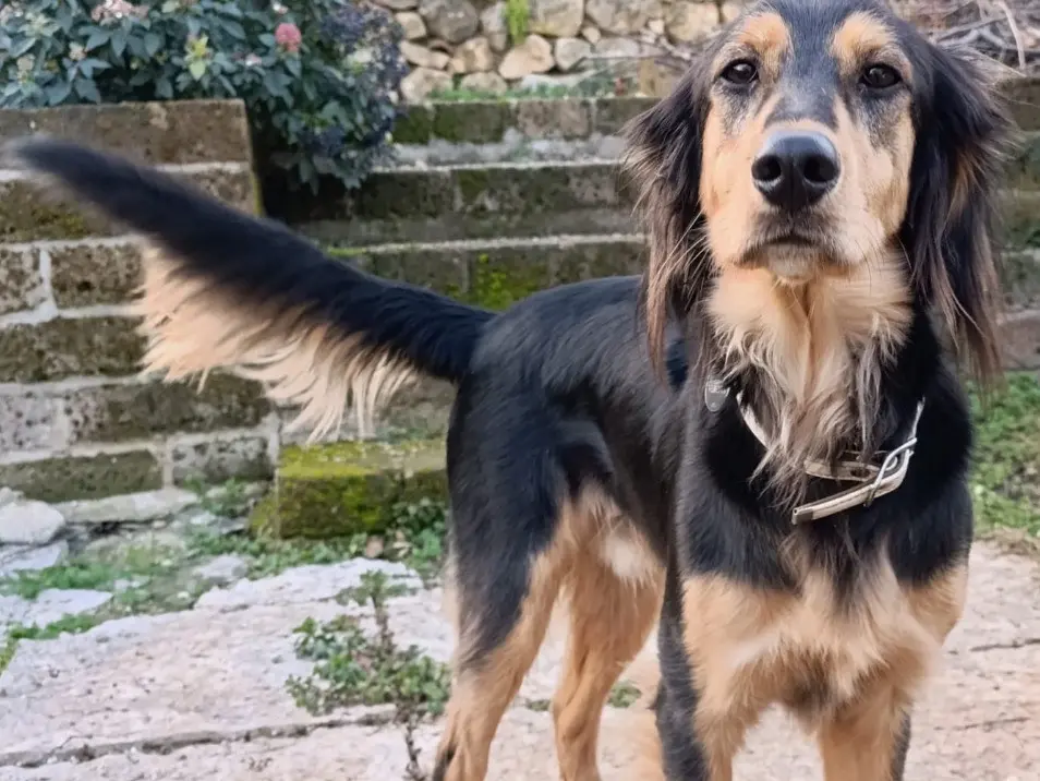 Vuoi adottare un cane a Verona?