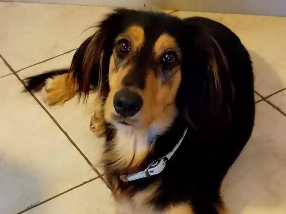 Adotta un cane, maschio, 1 anno e 6 mesi, Verona