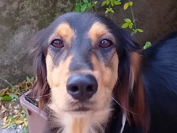 Adozione cane, maschio, Razza sconosciuta Razza sconosciuta, 1 anno e 6 mesi, taglia media, Verona