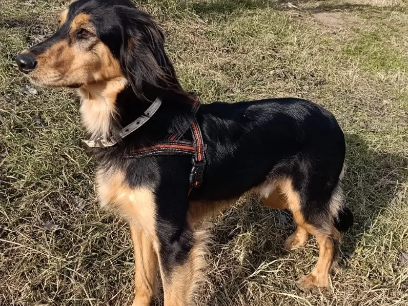 Adotta un cane, taglia media, maschio, Verona