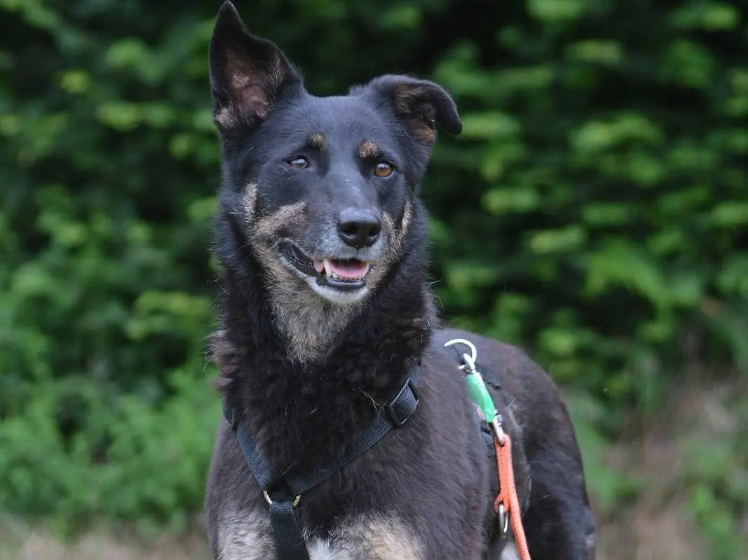Adotta il cane Lara a Como
