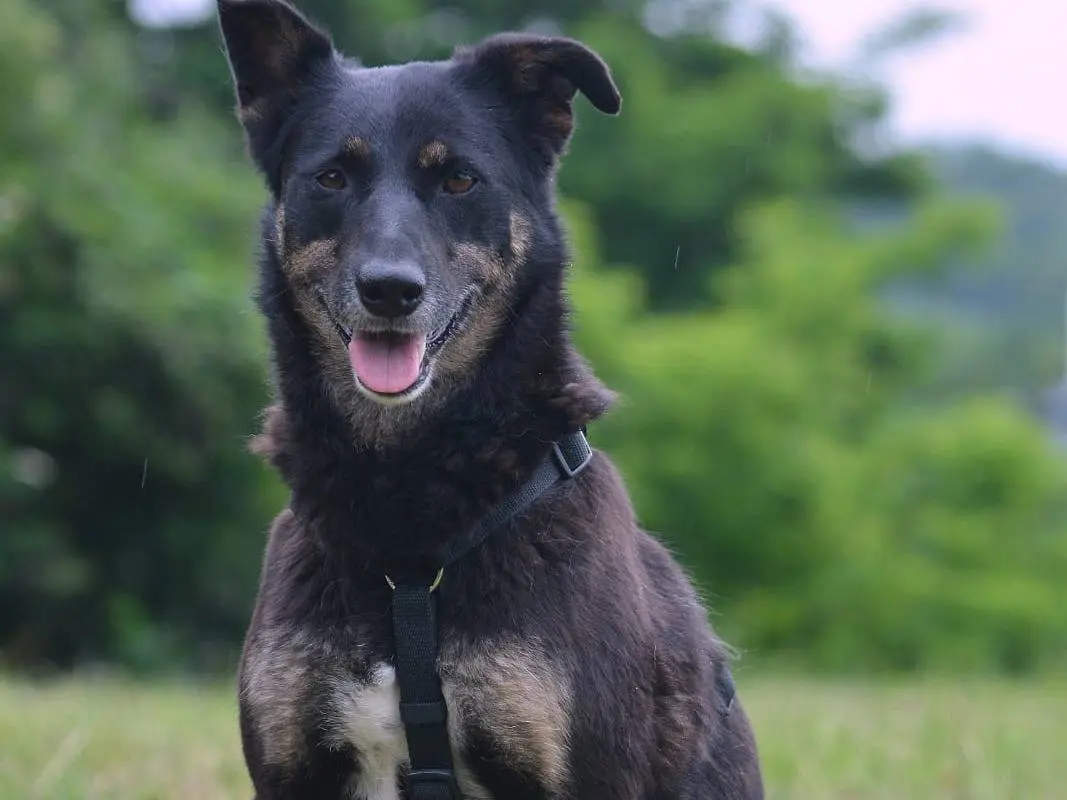 Adotta un cane, femmina, 6 anni e 3 mesi, Como