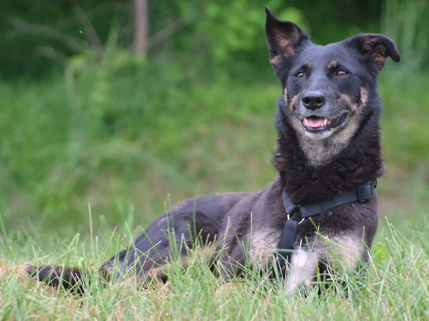 Adotta un cane, taglia media contenuta, femmina, Como