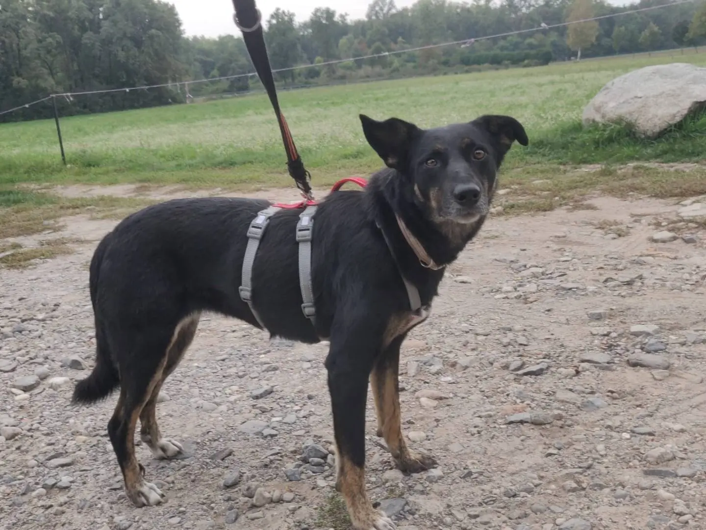 Vuoi adottare un cane a Como?