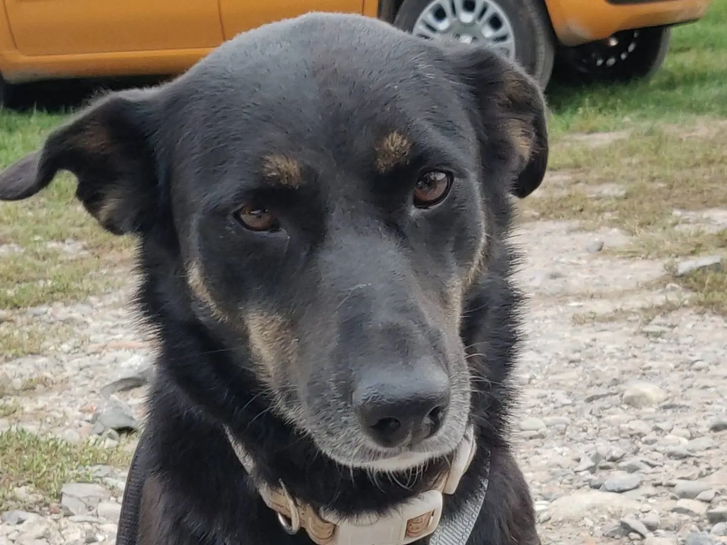 Adozione cane, femmina, meticcio, 6 anni e 3 mesi, taglia media contenuta, Como