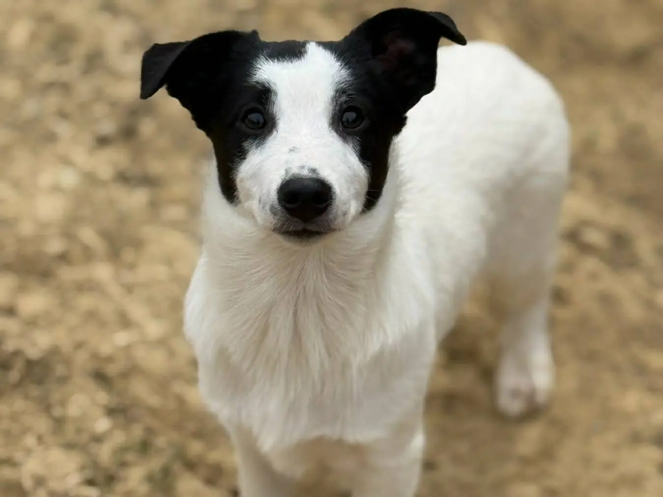 Adotta un cane, taglia piccola, maschio, Firenze