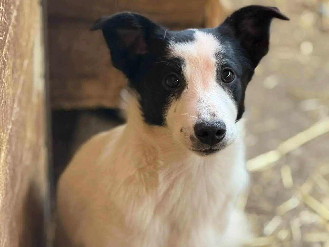 Vuoi adottare un cane a Firenze?