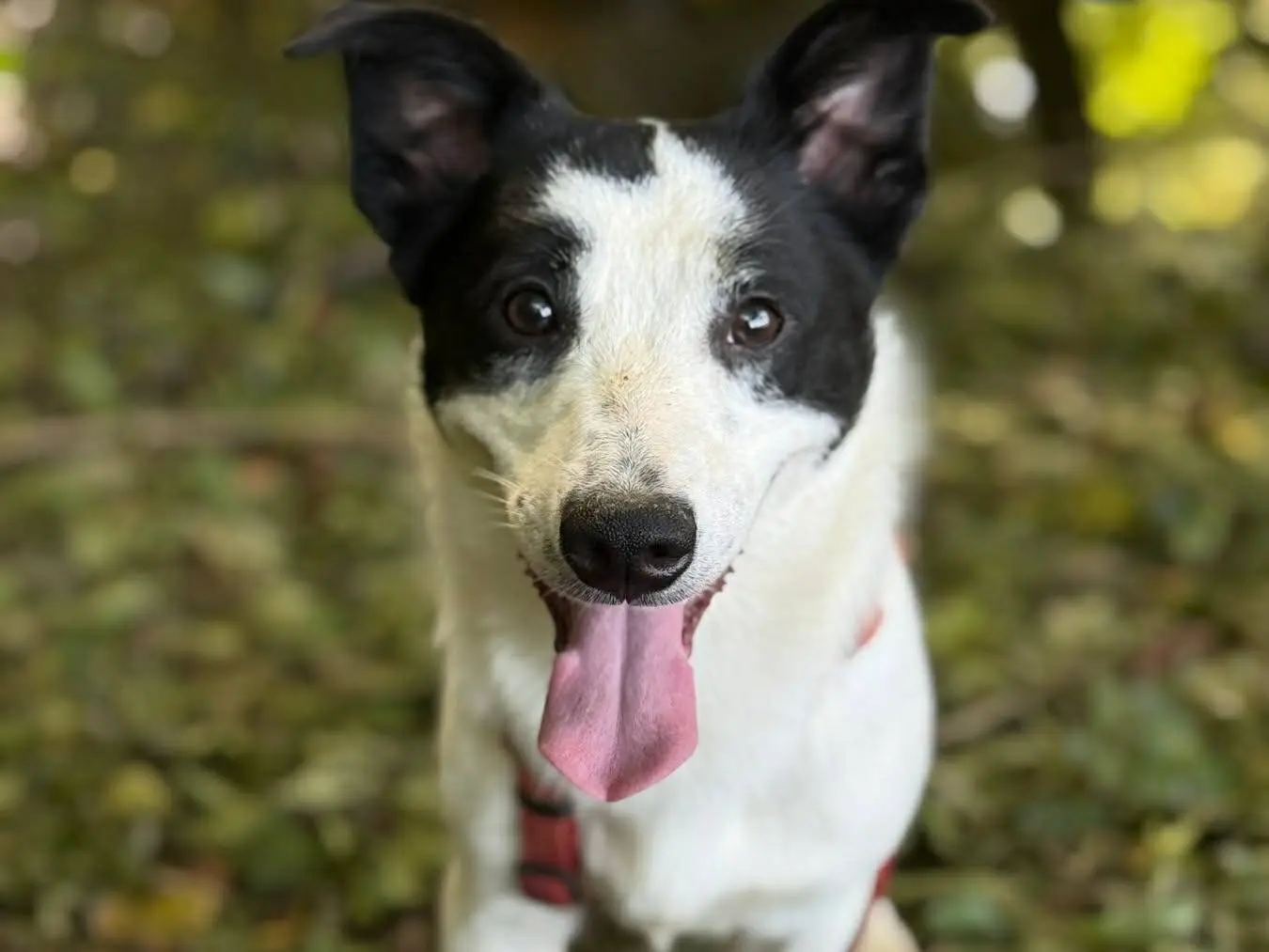 Adozione cane, maschio, Border Collie Razza sconosciuta, 8 mesi, taglia piccola, Firenze