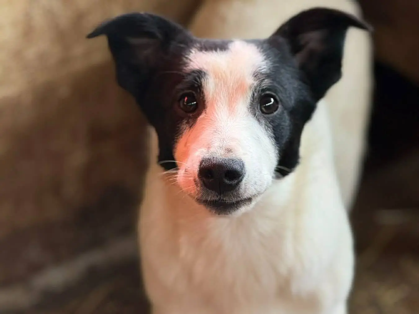 Adotta un cane, maschio, 8 mesi, Firenze