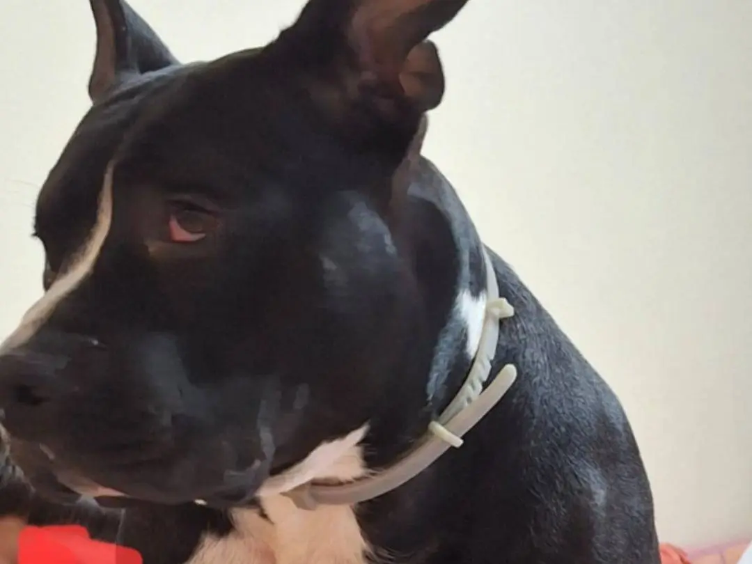 Adotta un cane, maschio, 3 anni e 4 mesi, Mantova