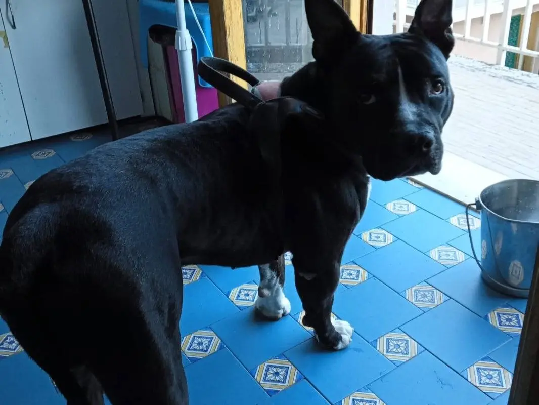 Vuoi adottare un cane a Mantova?