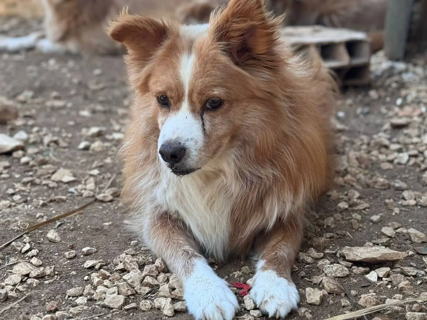 Adozione cane, maschio, Razza sconosciuta Razza sconosciuta, 8 anni e 8 mesi, taglia piccola, Bari