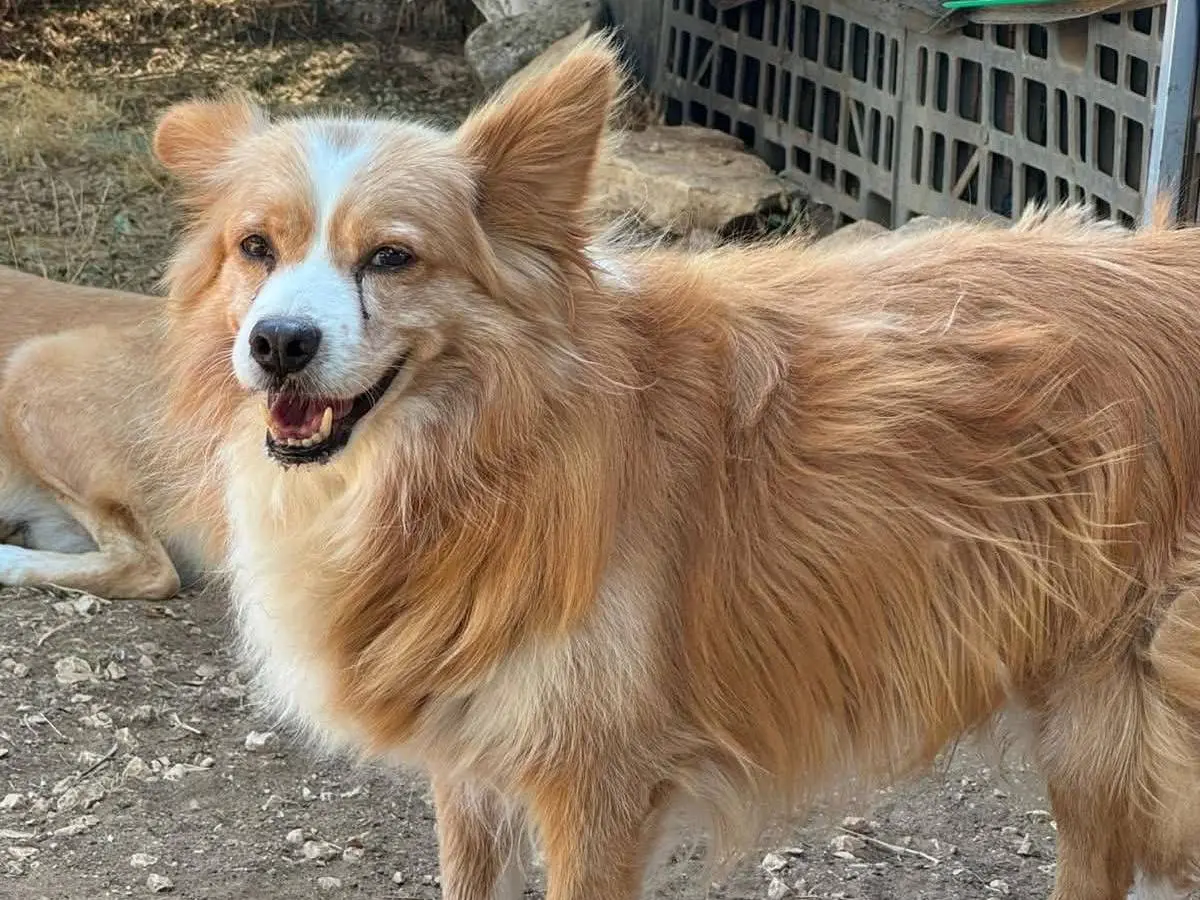 Adotta un cane, maschio, 8 anni e 8 mesi, Bari