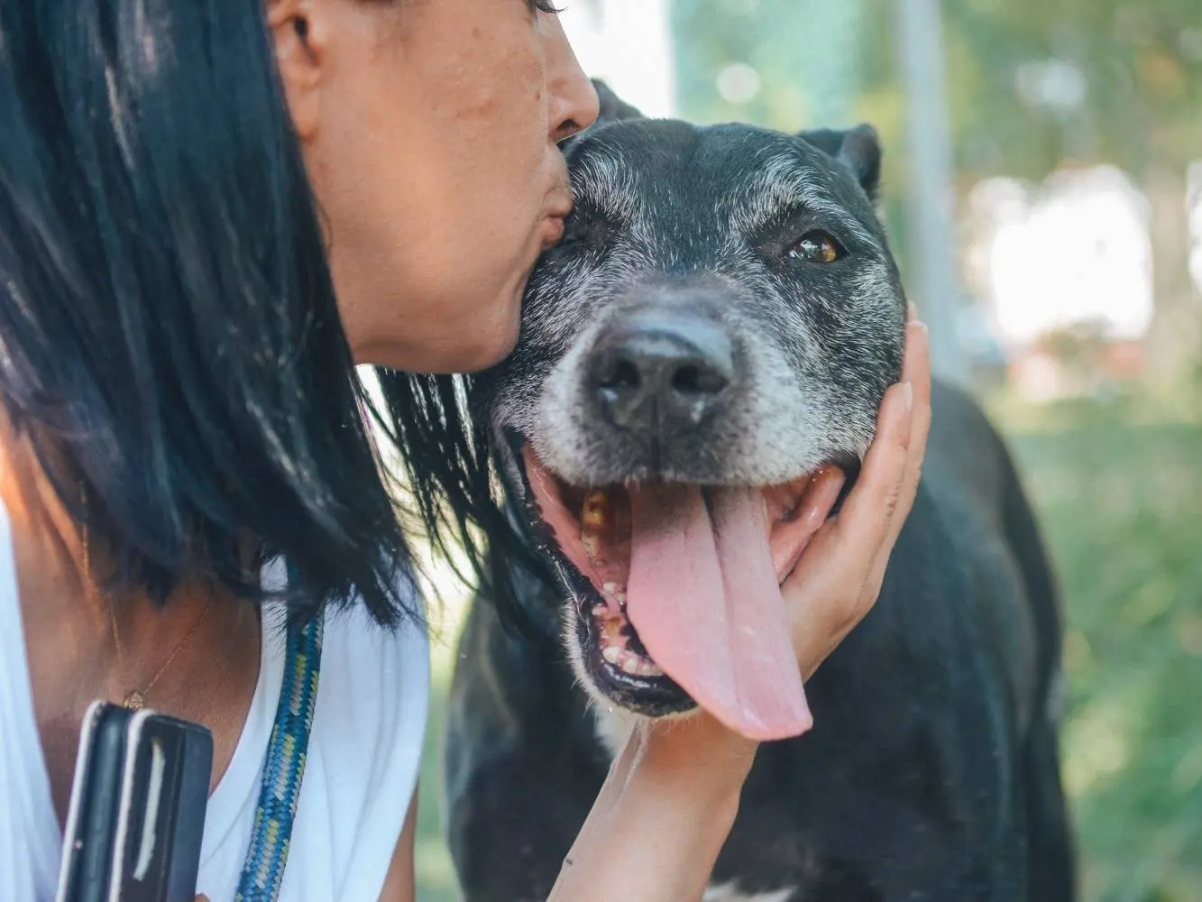 Adotta un cane, taglia gigante, maschio, Bologna