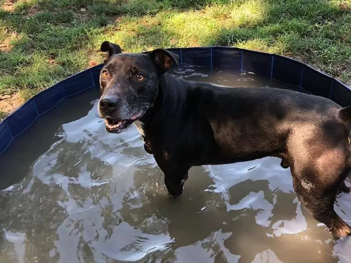 Vuoi adottare un cane a Bologna?