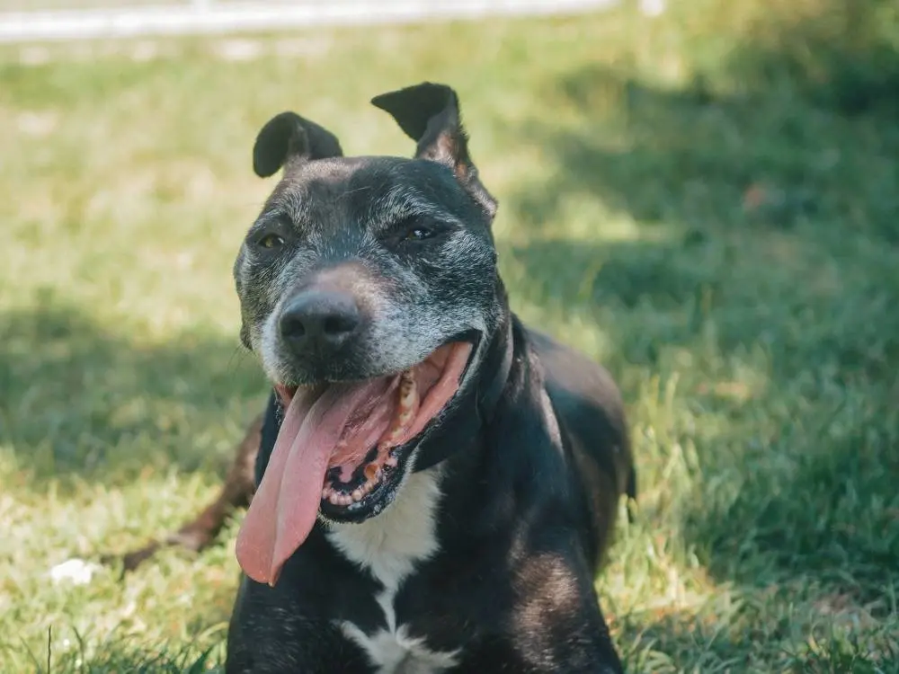 Adozione cane, maschio, meticcio, 14 anni e 9 mesi, taglia gigante, Bologna