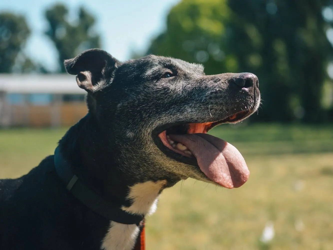 Adotta un cane, maschio, 14 anni e 9 mesi, Bologna