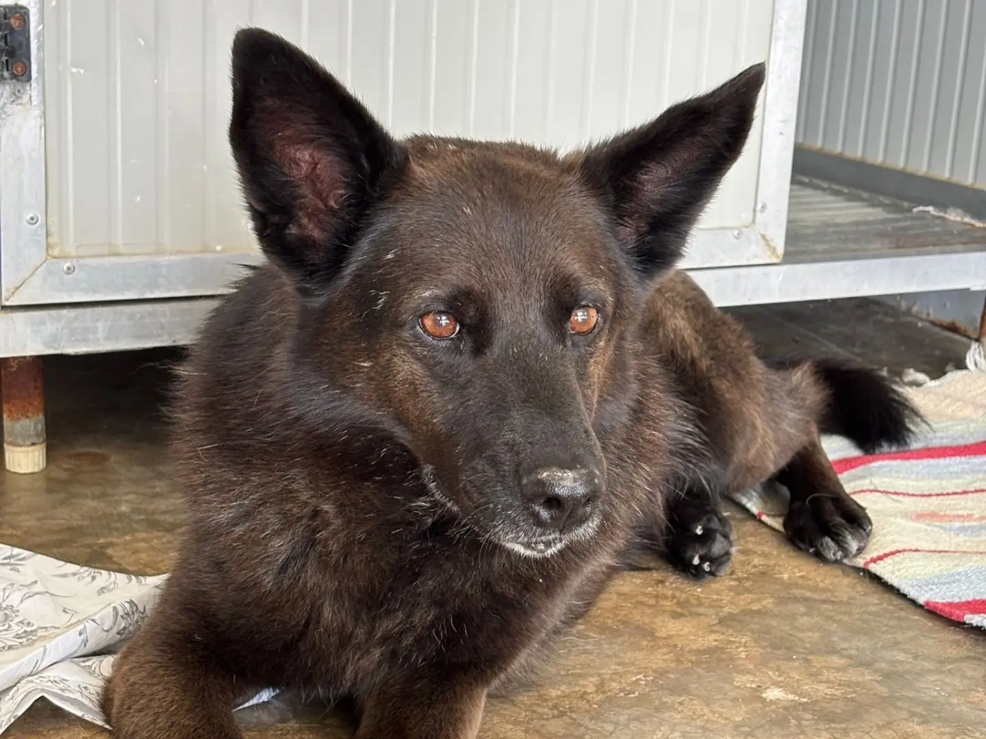Adozione cane, maschio, Razza sconosciuta Razza sconosciuta, 11 anni e 5 mesi, taglia media, Milano