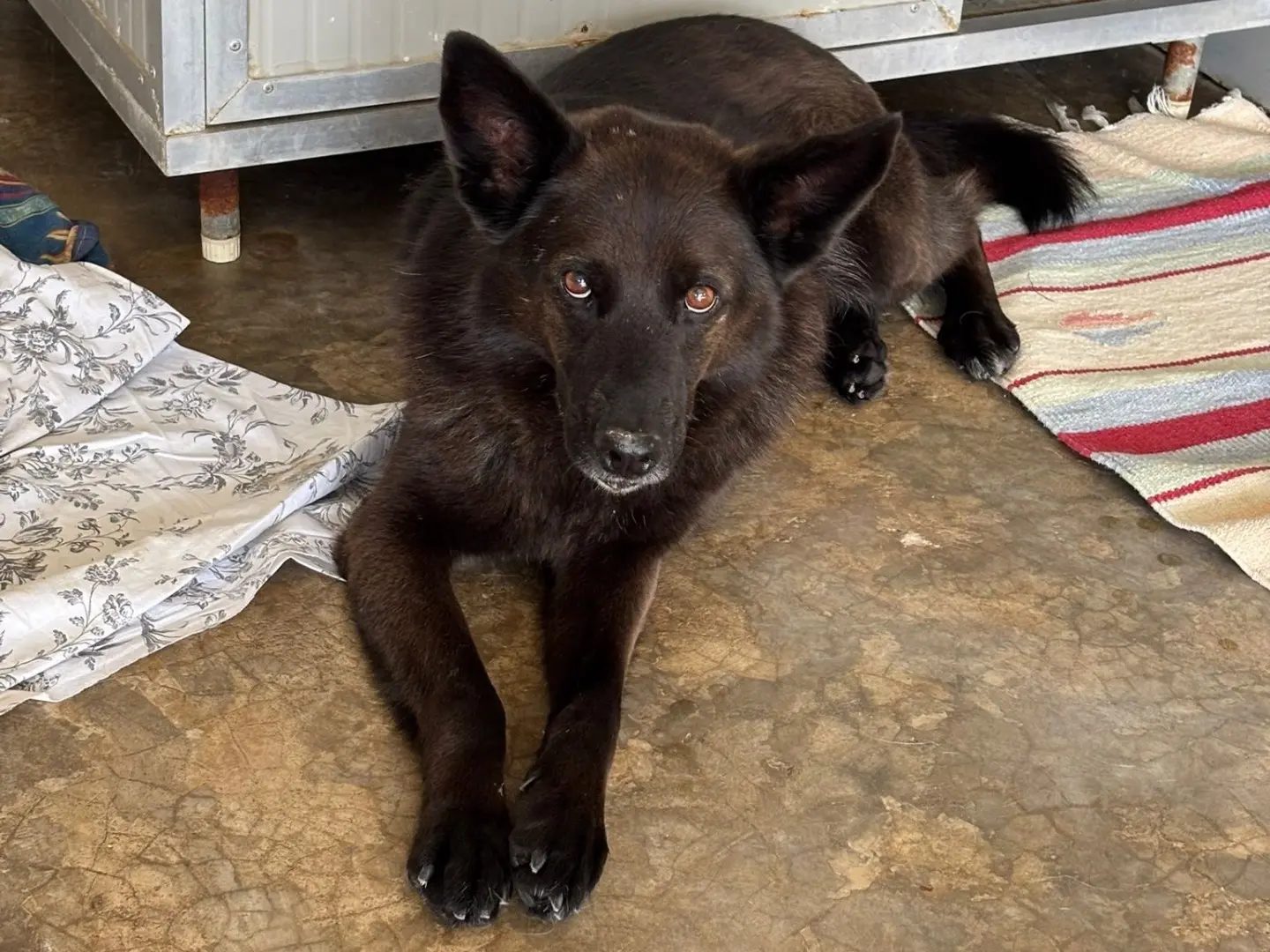 Adotta un cane, maschio, 11 anni e 5 mesi, Milano