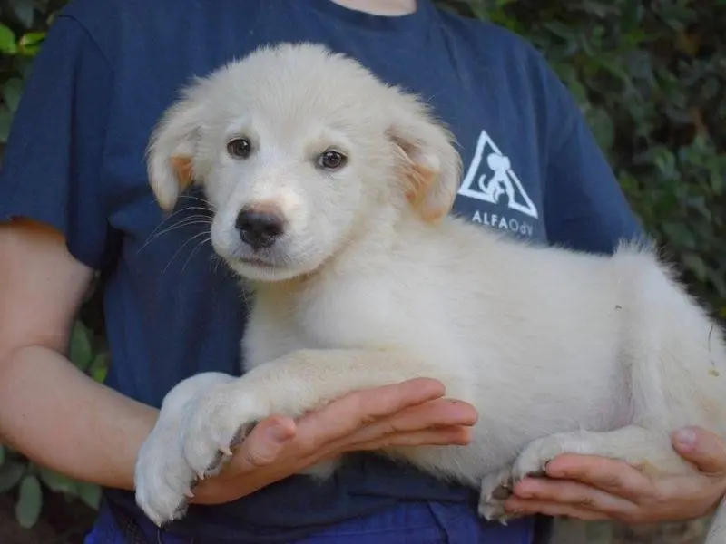 Adotta un cane, maschio, 5 mesi, Roma