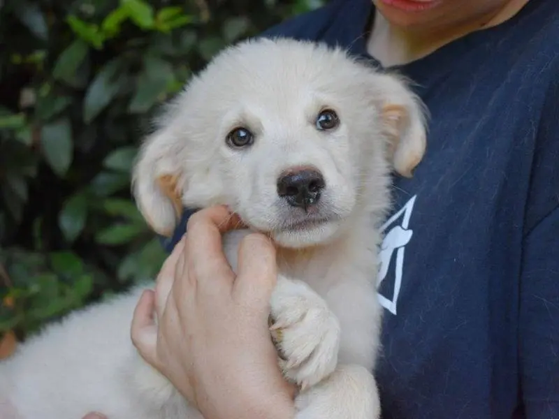 Vuoi adottare un cane a Roma?