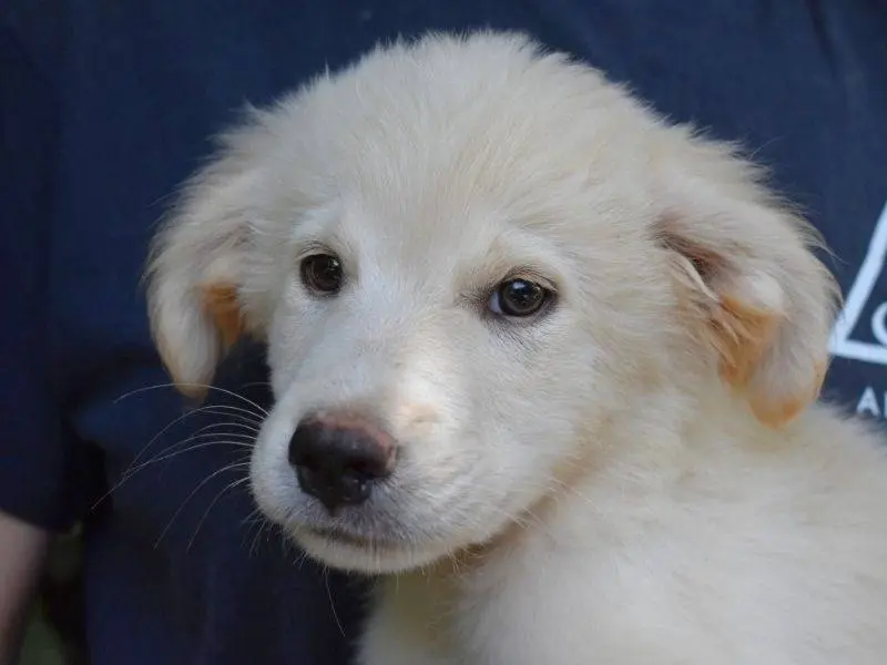 Adozione cane, maschio, Razza sconosciuta Razza sconosciuta, 5 mesi, taglia grande, Roma