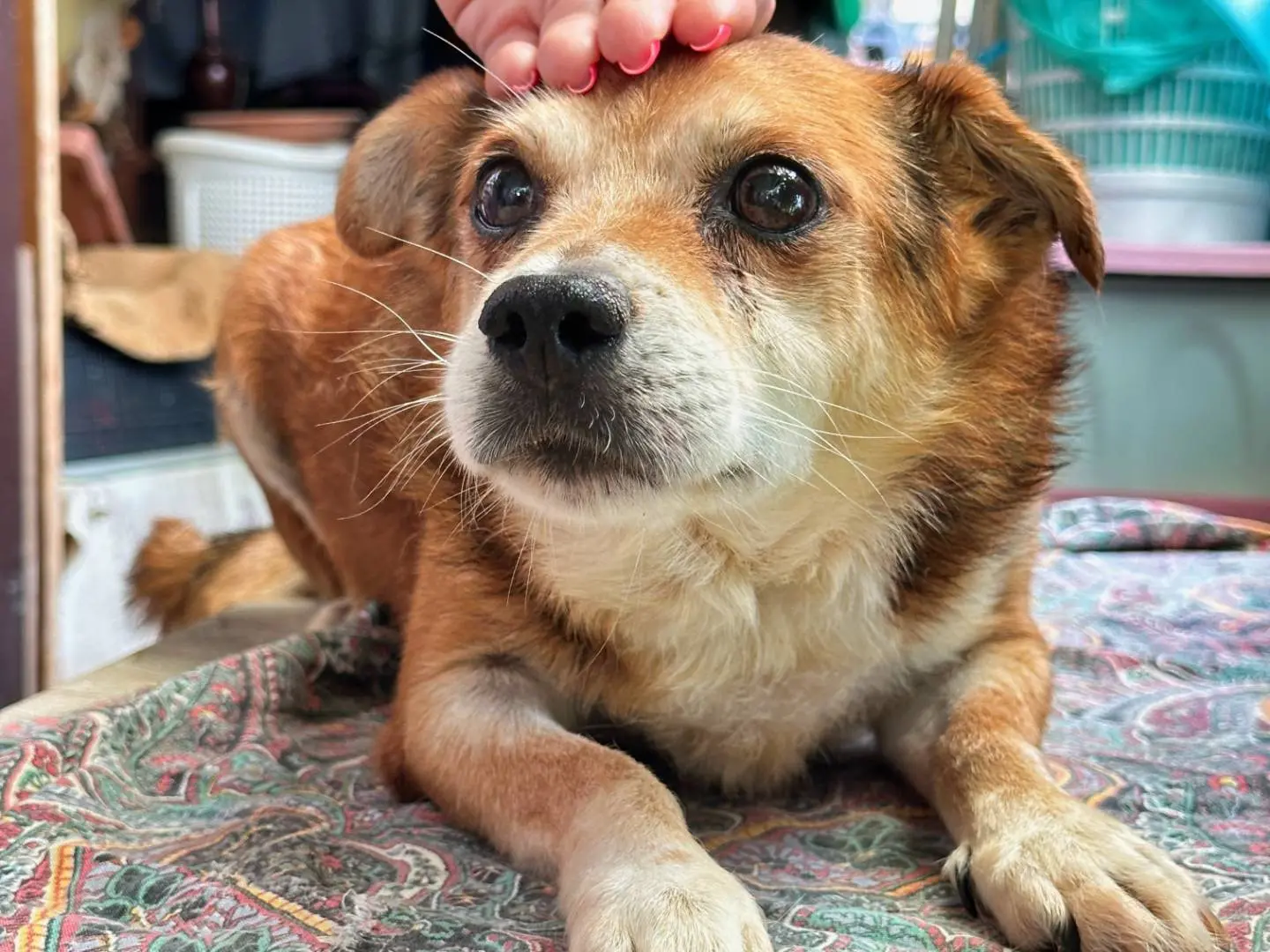 Adozione cane, maschio, Razza sconosciuta Razza sconosciuta, 7 anni e 1 mese, taglia piccola, Benevento