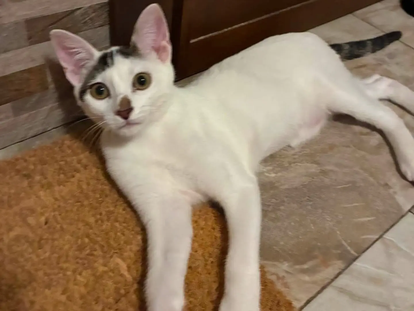 Adozione gatto, maschio, Razza sconosciuta Razza sconosciuta, 6 mesi, taglia non valida, Padova