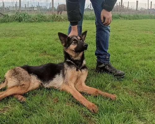 Adotta il cane Lupetta a Latina