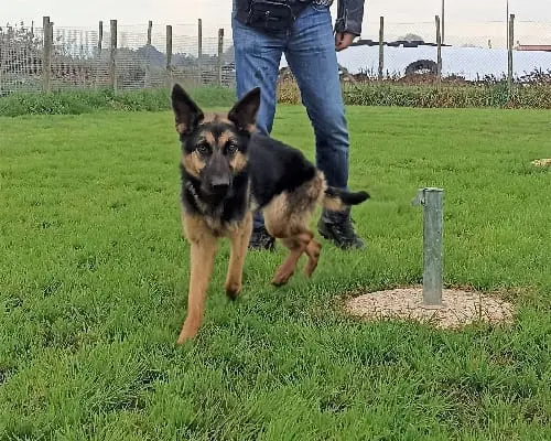 Adozione cane, femmina, Pastore tedesco, 5 anni e 1 mese, taglia media, Latina