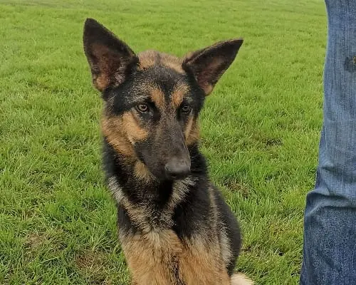 Adotta un cane, femmina, 5 anni e 1 mese, Latina