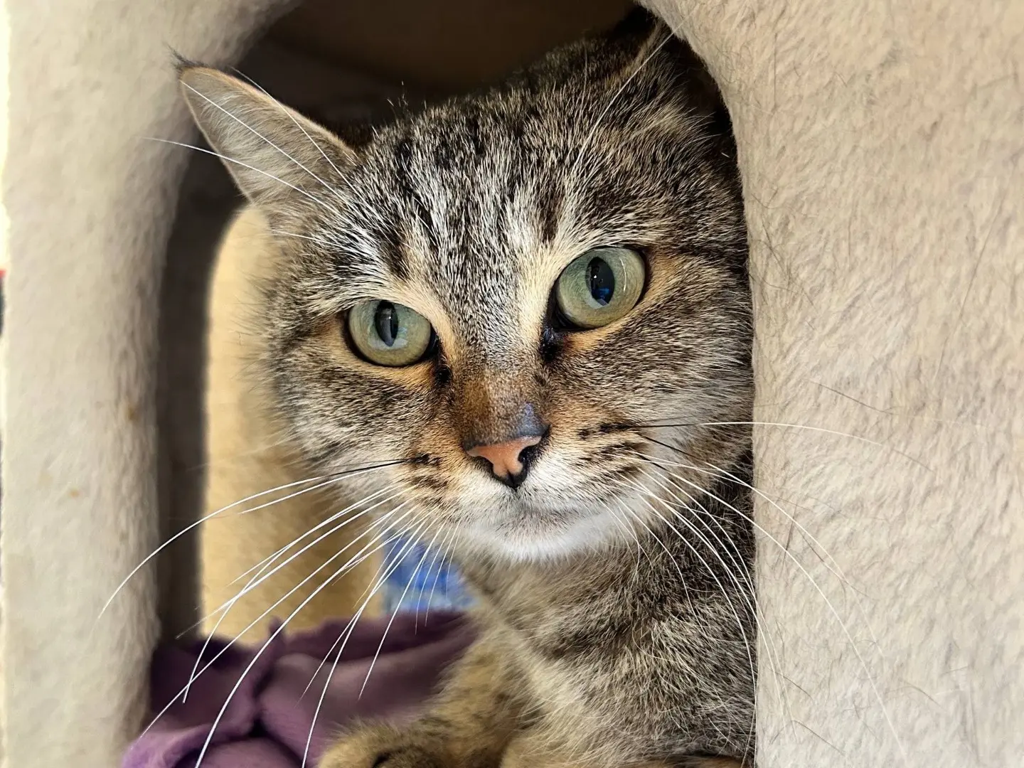 Adotta il gatto Cattaleya a Padova