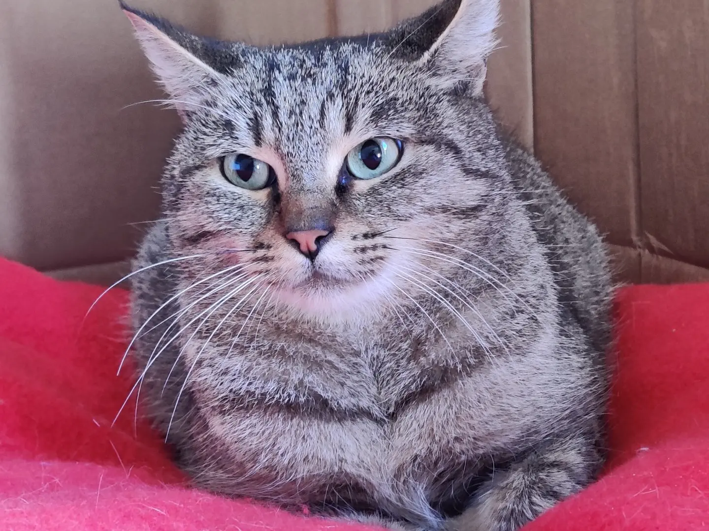 Adotta un gatto, taglia non valida, femmina, Padova