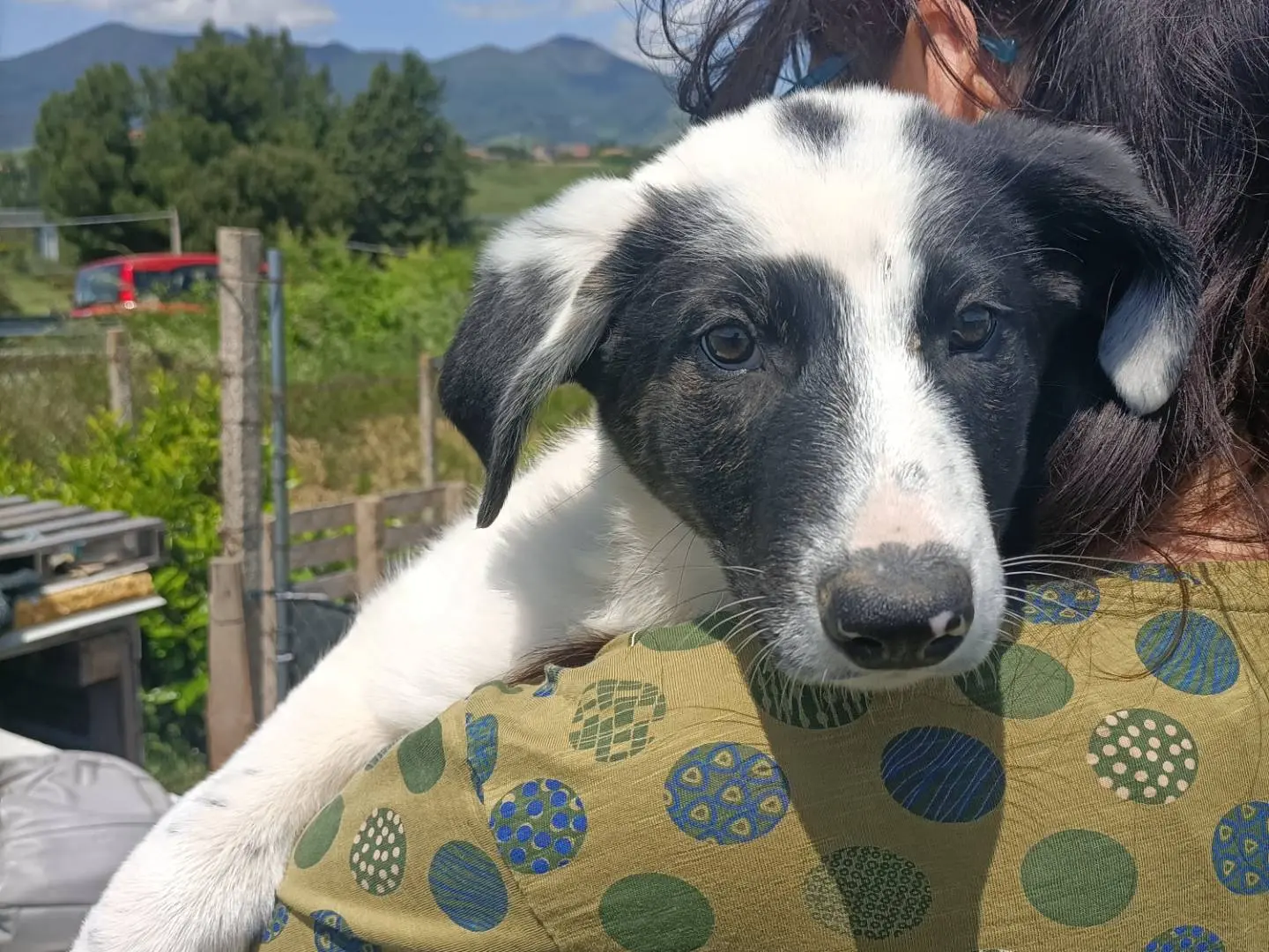 Adotta un cane, femmina, 7 mesi, Potenza