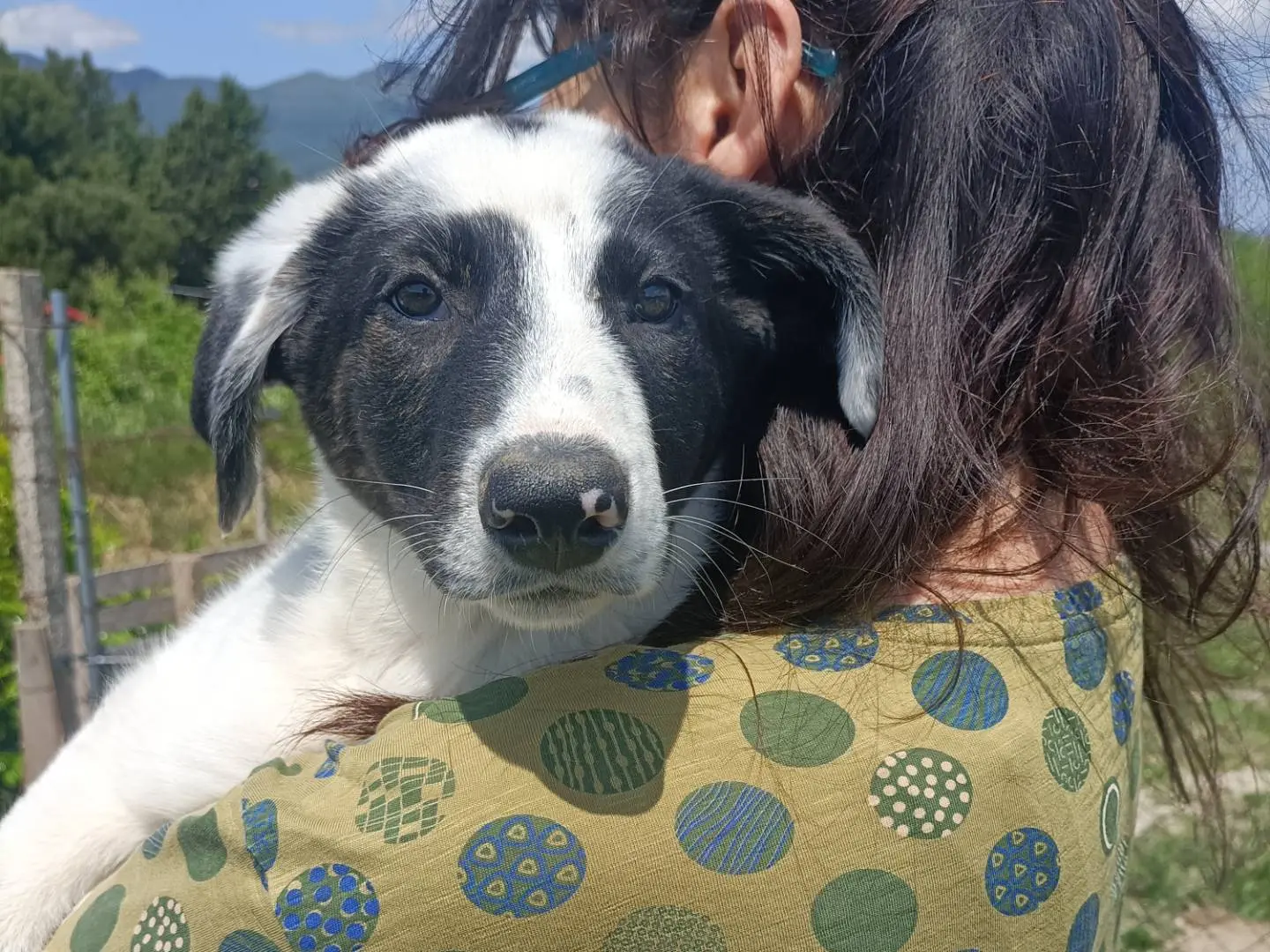Adozione cane, femmina, Razza sconosciuta Razza sconosciuta, 7 mesi, taglia media, Potenza