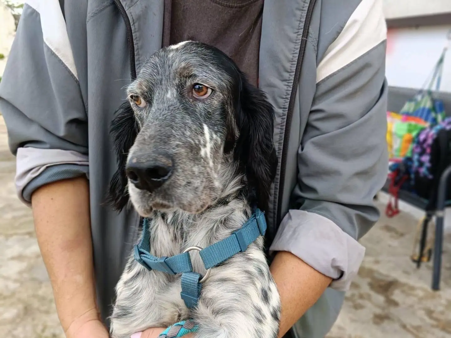 Adotta un cane, taglia media, maschio, Caserta